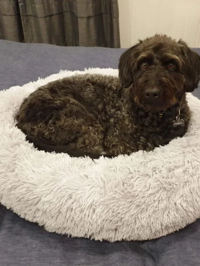 Winter Warm Dog Bed