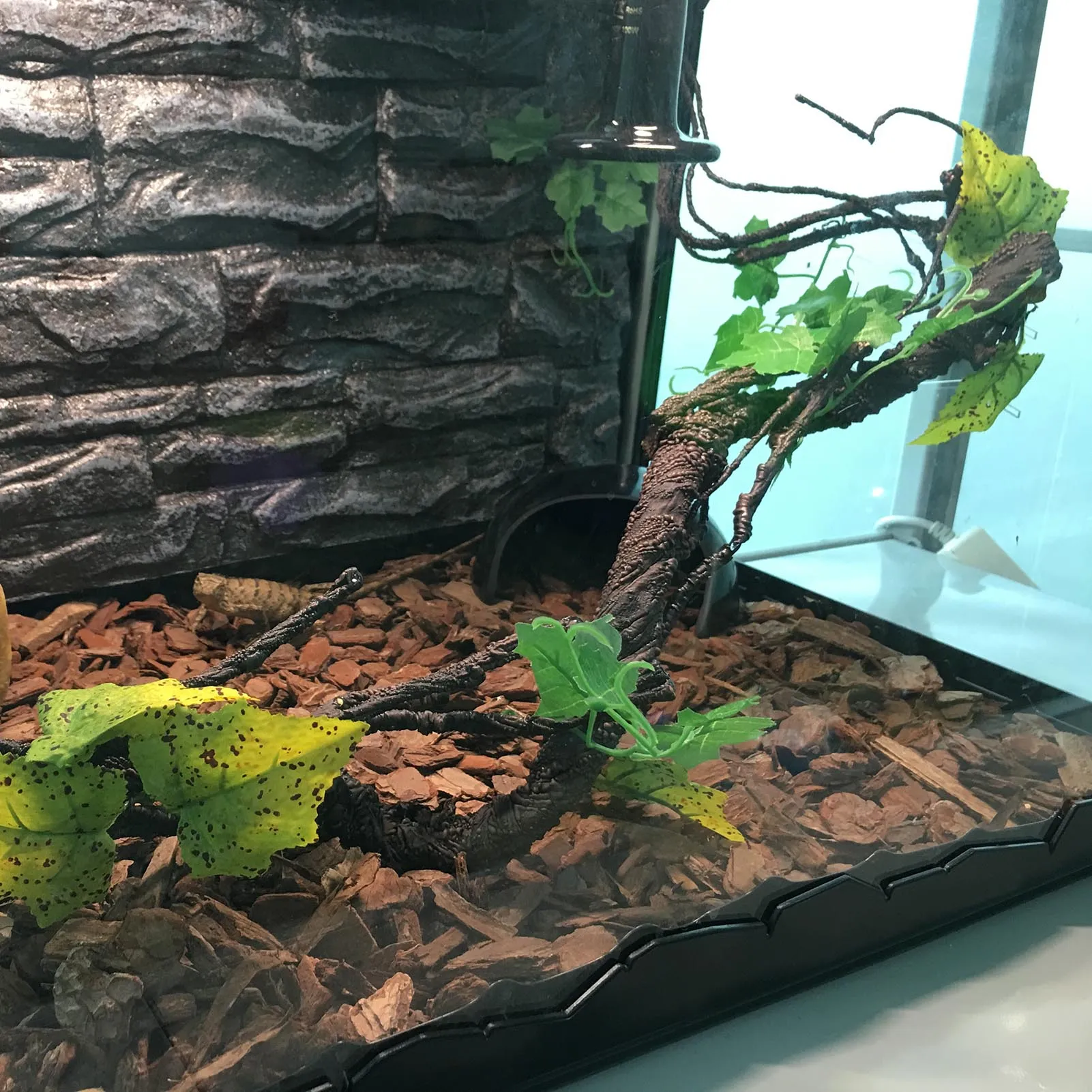 Reptile Corner Branch Vines Plants