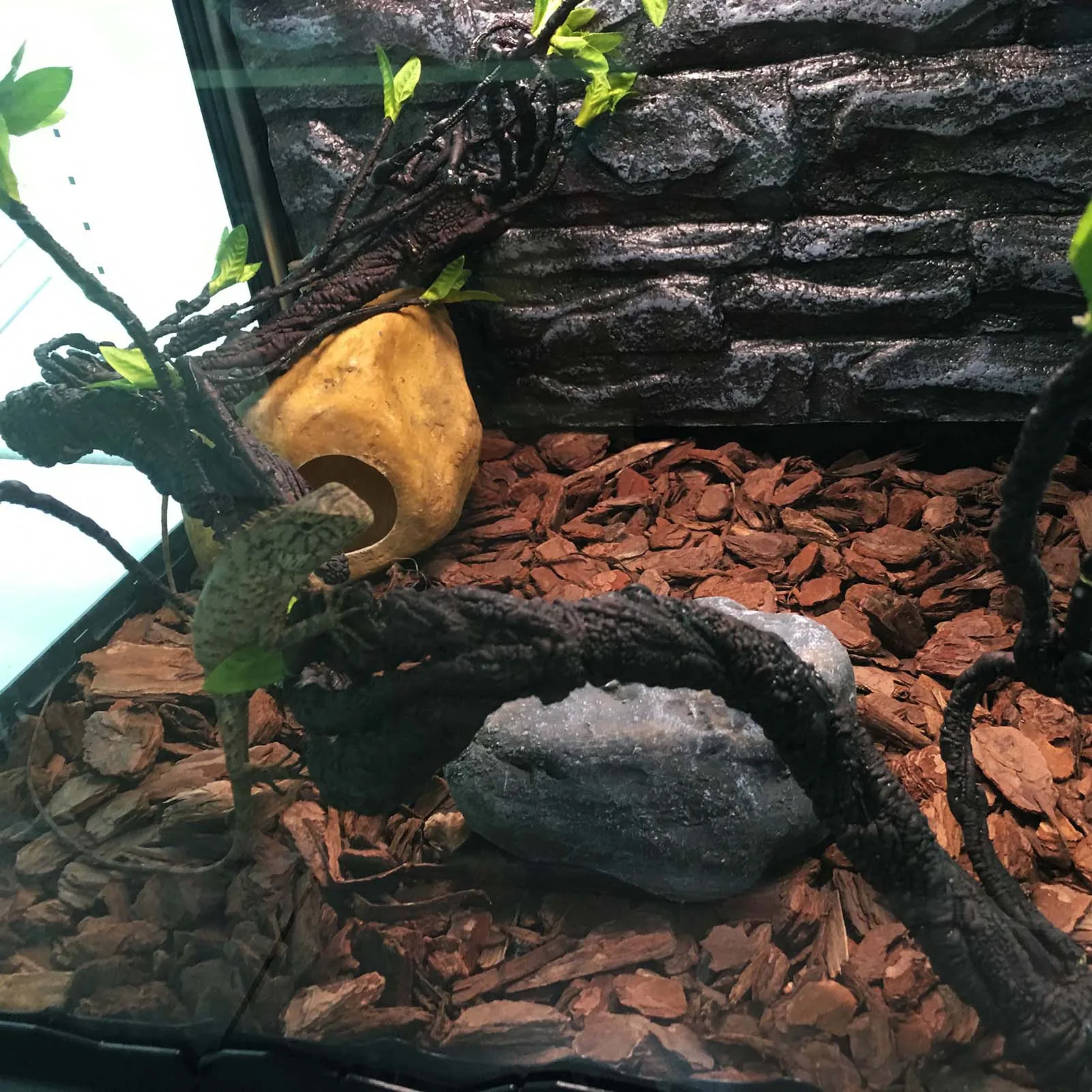 Reptile Corner Branch Vines Plants - Image 5