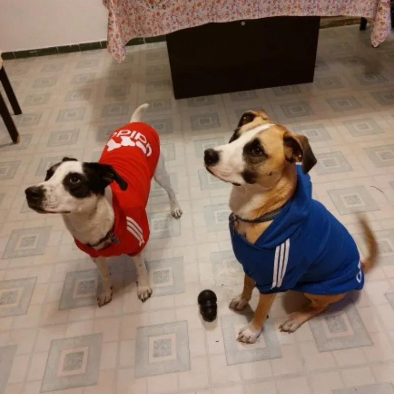 New Pet Dog Clothes Fleece Warm Sweatshirt Jacket Dogs Hoodies Small Medium Large Dogs Husky Labrador Dogs Clothes Pet Costume - Image 3