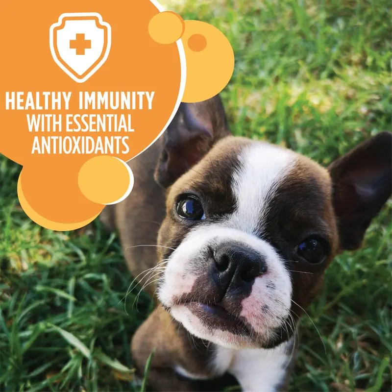 IAMS Chicken Whole Grains Flavor Dry Dog Food for Puppy, 15 lb. Bag - Image 3